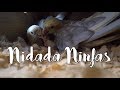 Nidada Completa Ninfas | Rey y Castaña