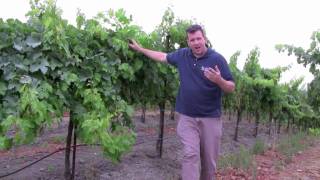 Canopy Management