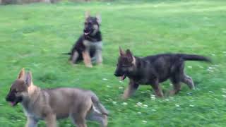 German Shepherd Puppies For Sale
