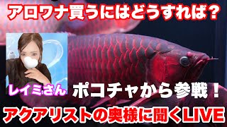 アジアアロワナ[熱帯雨林の神秘] アジアアロワナ熱帯雨林の神秘特価