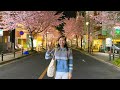 【4K】Japan Night Walk - Cherry Blossoms in Full Bloom 🌸