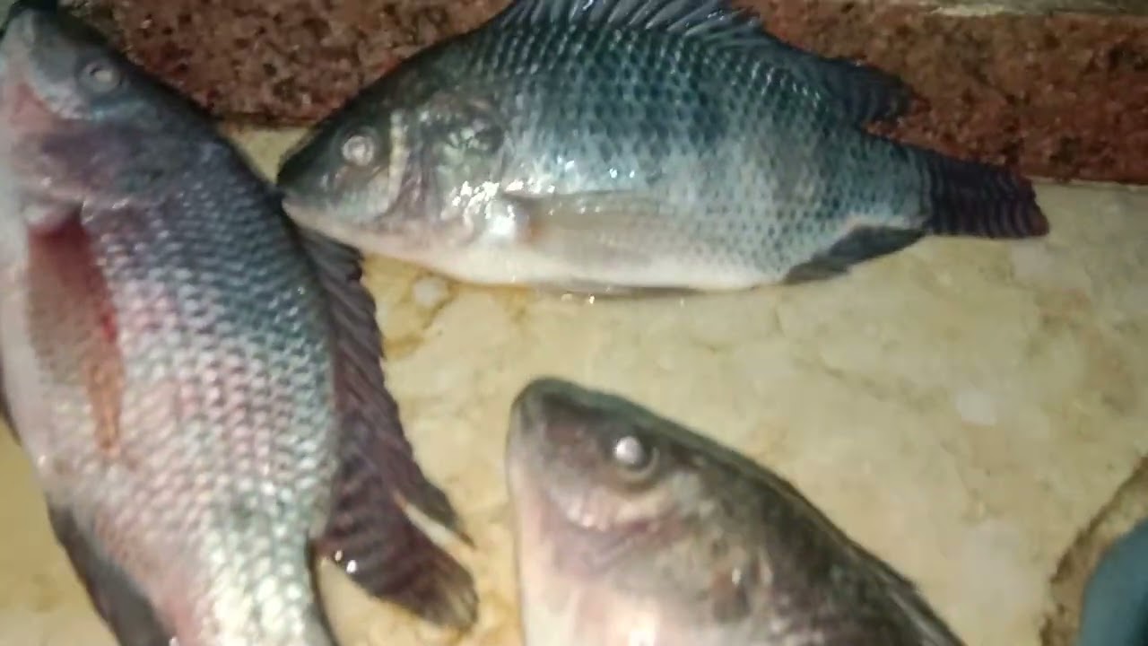 شغل الكابريا في السويس مع أحلي صحبة