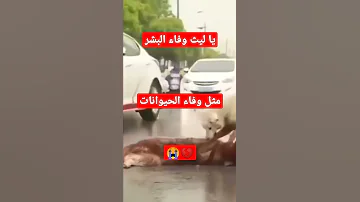 يا ليث وفاء البشر مثل وفاء الحيوانات مقطع عينك تدمع بلا ما تحس 