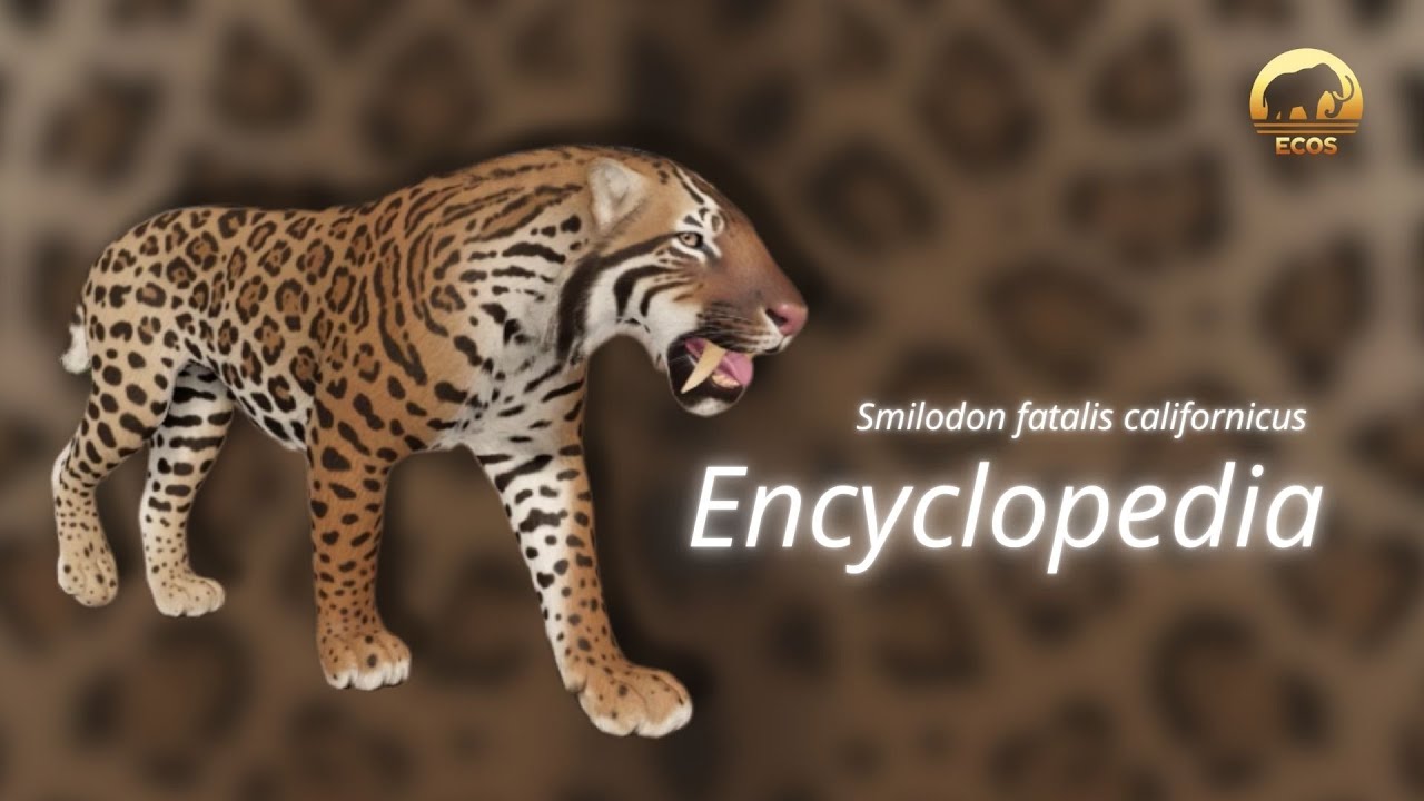 Smilodon fatalis | Encyclopedia - Ecos: La Brea