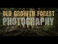 OLD GROWTH FOREST Photography