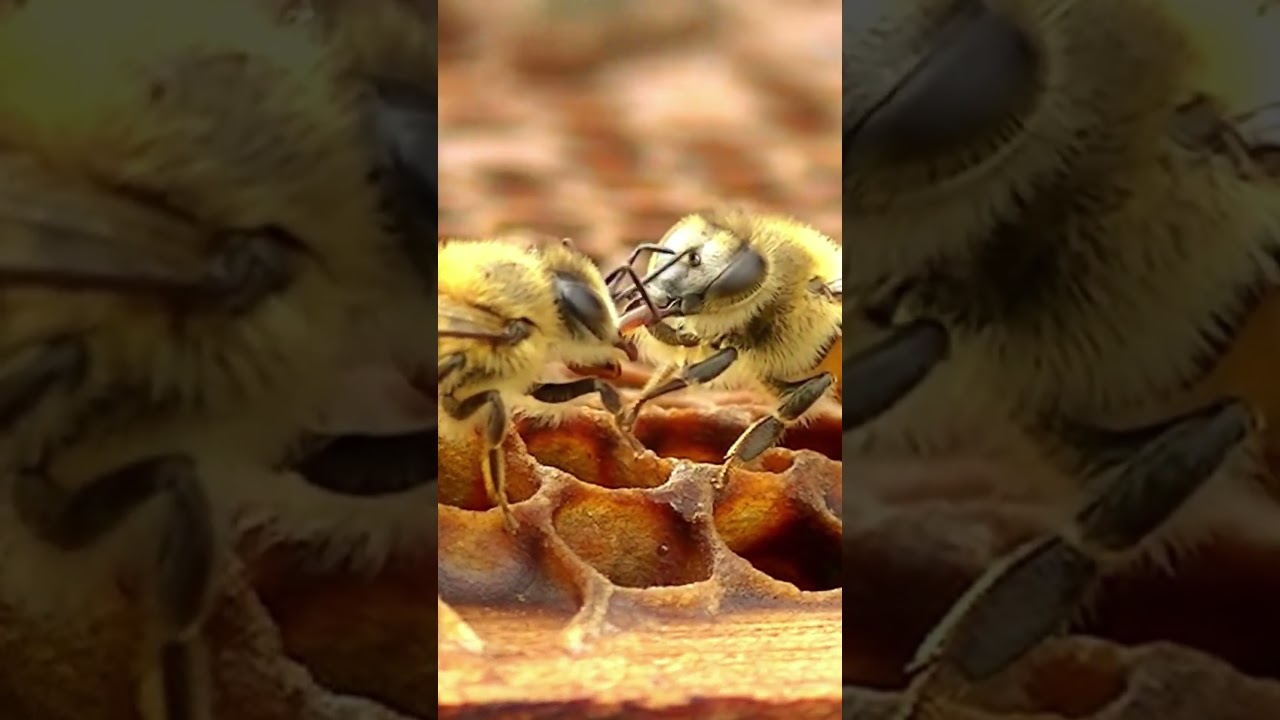 Вот почему важен каждый момент 🐝 