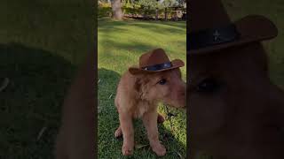 Convierte A Tu Perrhijo En Un Cowboy