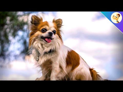 Video: Chihuahua: Rassestandards
