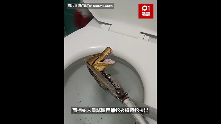 5米巨蟒蛇卡馬桶！女子崩潰求助　捕蛇人意外1招KO　過程笑爆網民｜01熱話｜蟒蛇｜馬桶｜泰國 - 天天要聞