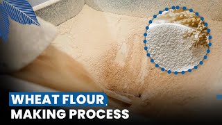 Wheat Flour Factory | Discover the Wheat Flour Processing in a Flour Mill | Wheat Flour Mill