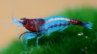 The History of Neocaridina Shrimp How We Have Bred New Colors Into The Line from Red Cherry Shrimp!