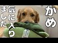 かめの人形が気に入ったゴールデンレトリバーよもぎ