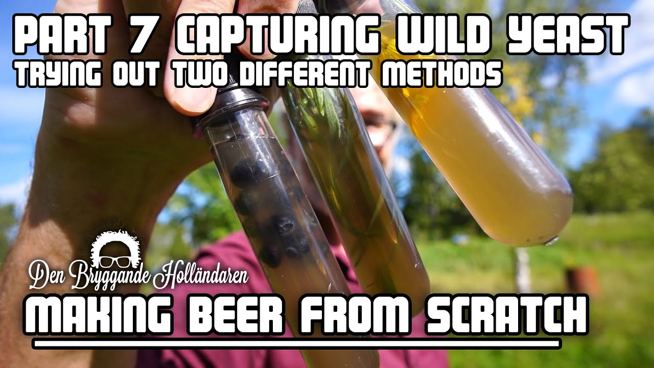 Capturing wild yeast. Part 7 of 'Brewing beer from scratch'. YouTube