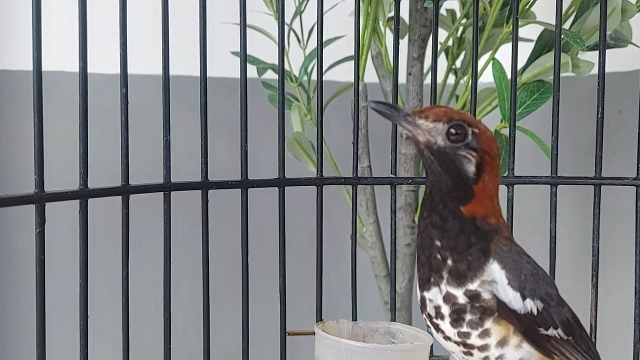 PAncingan Anis Kembang Muda - Anis Kembang Bisu Wajib Cepat Buka Paruh Vol 115