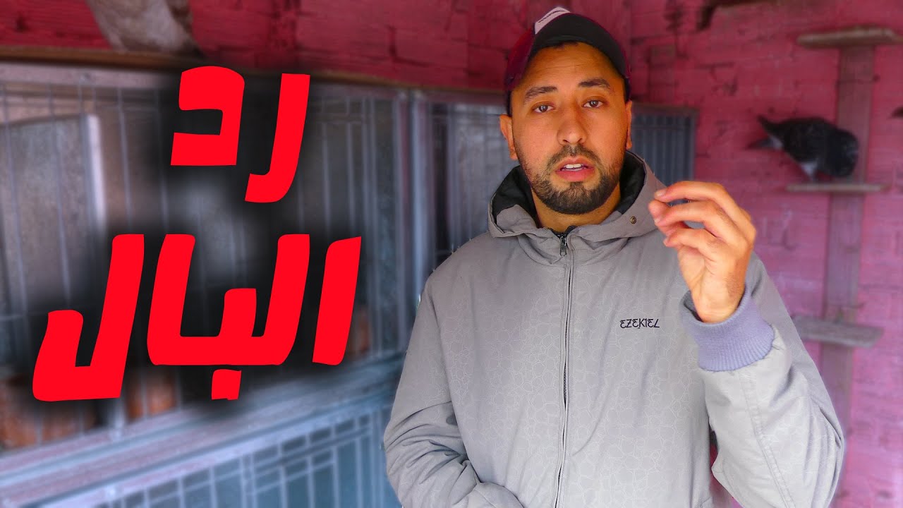 معلومات هامة جدااا لكل مربي الحمام في فترة الإنتاج (موسم التكاثر )