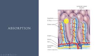 Digestion part 3