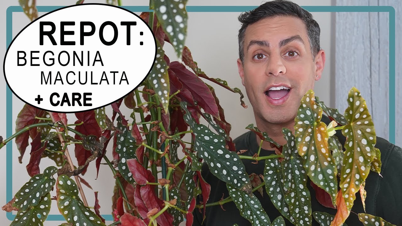Howto Repot Your Begonia Maculata (Angel Wings Begonia) Plant Care