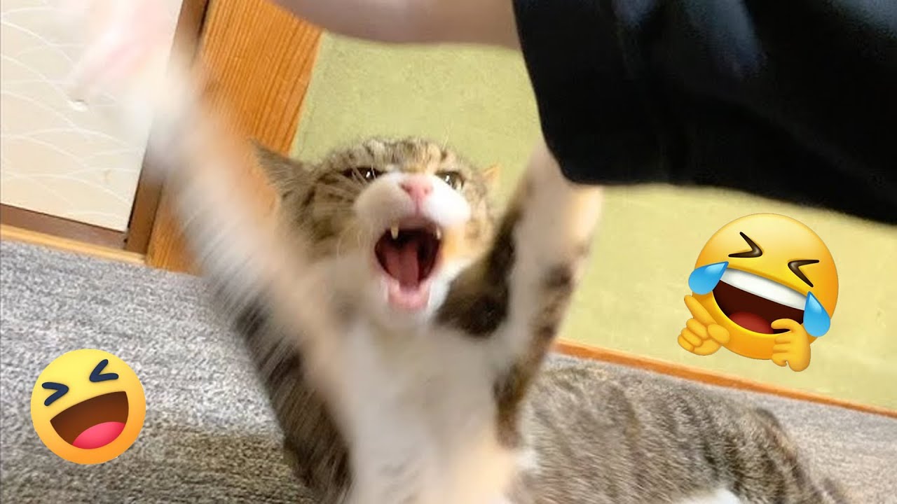 Moments Of Furry Animals That Will Make You Laugh 🐱 Funny Cats Videos 2025 Part 61