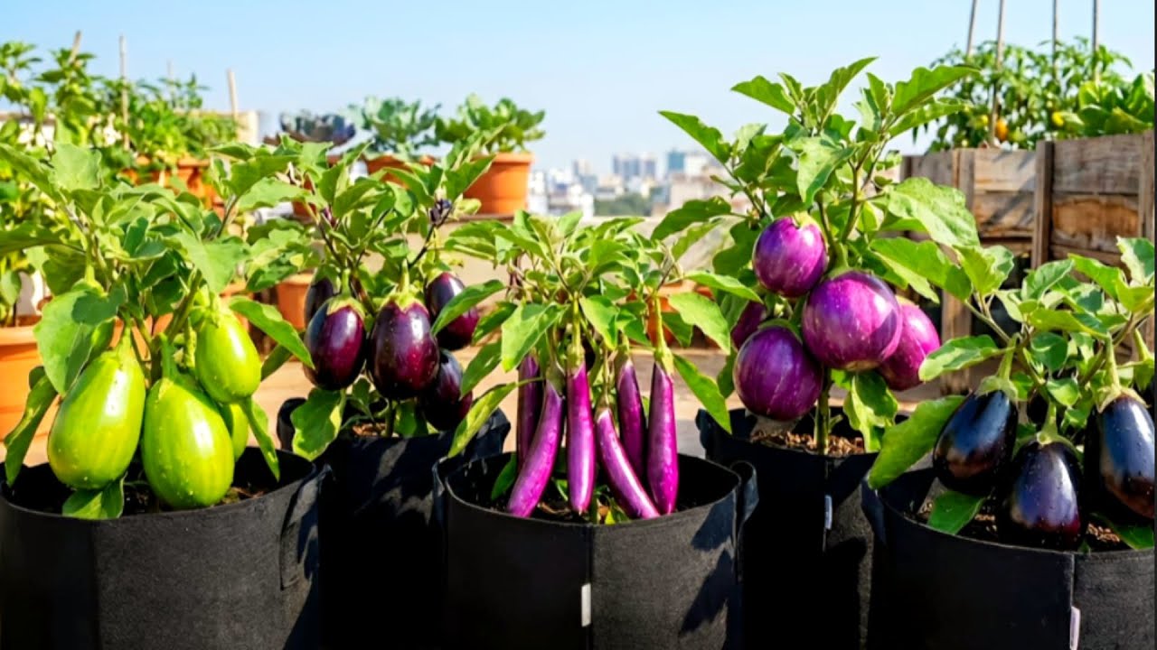 மாடித்தோட்டத்தை சுற்றி பார்க்கலாம் வாங்க | | Terrace Garden Tour  | | Gardening | | Trending 