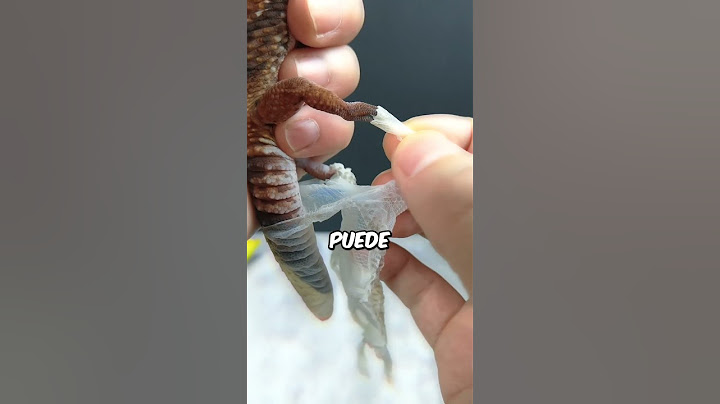 Nunca desprendas la piel de un gecko!