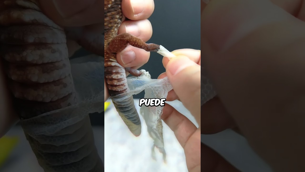 Nunca desprendas la piel de un gecko!