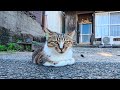 ワンワン猫