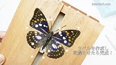 100均材料で作るカブトムシ標本 Youtube