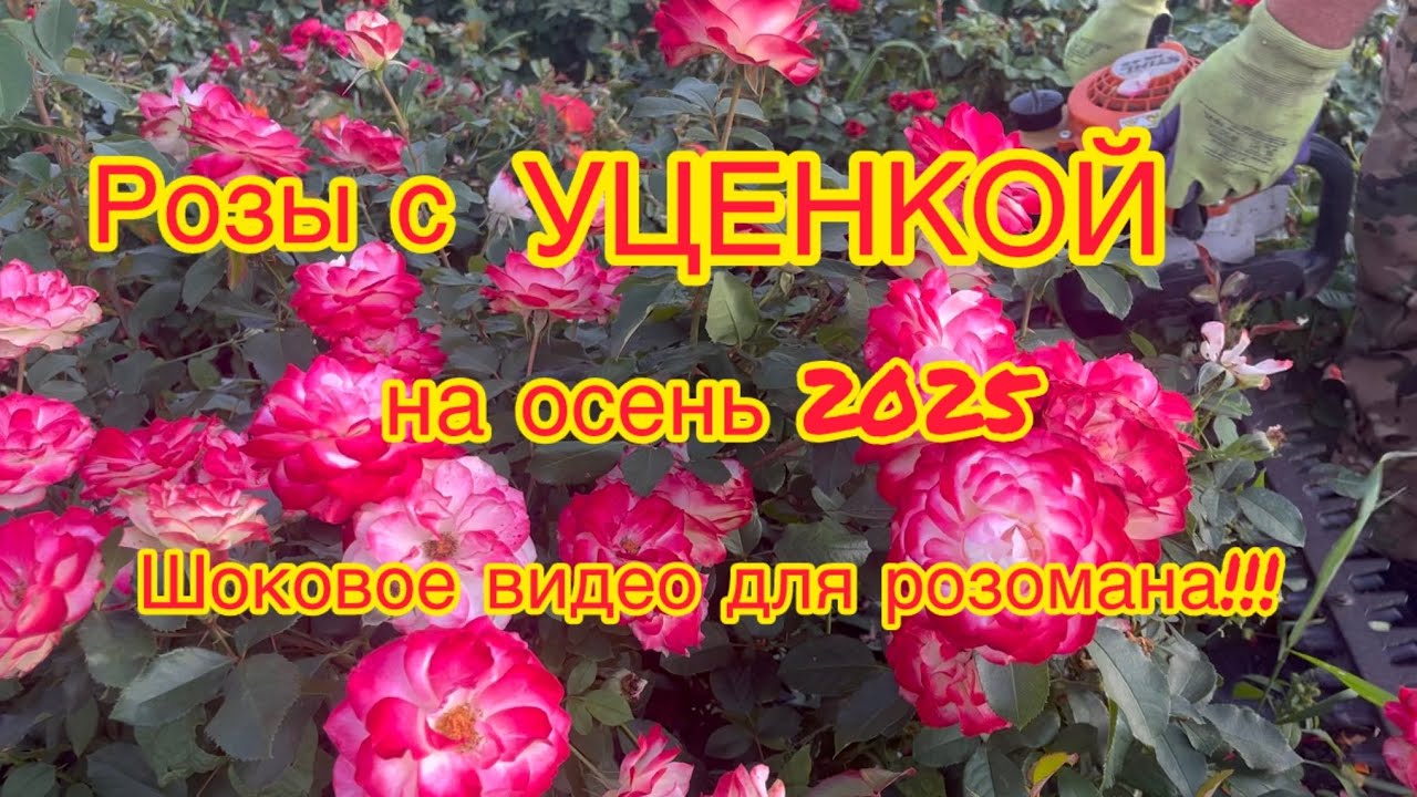 Розы с уценкой на осень 2025!! + Шоковое видео для розомана!!