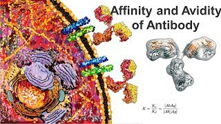 Affinity and Avidity (Antigen antibody interaction)