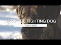 TOSA INU JAPAN'S NATIONAL FIGHTING DOG の動画、YouTube動画。