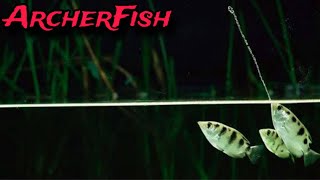 ArcherFish : Master of Physics ! Wildlife Documentary