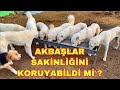 12 AKBAŞ BİR ARADA YEMEK YERSE NE OLUR ? | YAL YAPIMI