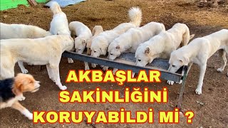 12 AKBAŞ BİR ARADA YEMEK YERSE NE OLUR ? | YAL YAPIMI