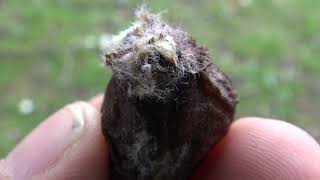 LUNA MOTH hatches from COCOON!