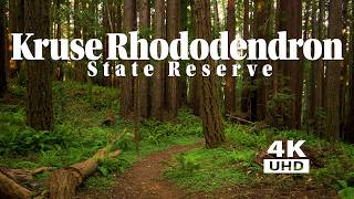 Big Redwoods, Rhododendrons, Ferns, Pines and Bird Sounds - Kruse  Rhododendron State Reserve.