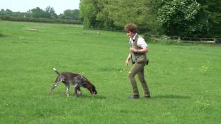 Teaching Recall and Release for young German shorthaired Pointer