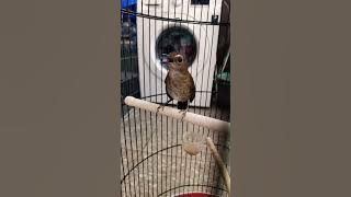 Pancing ini jongkangan langsung nyaut