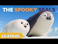 Spooky season seals  halloween compilationsealook