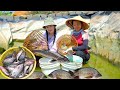 Harvesting fish  goes to market sell  cooking farm gardening daily life  tieu lien