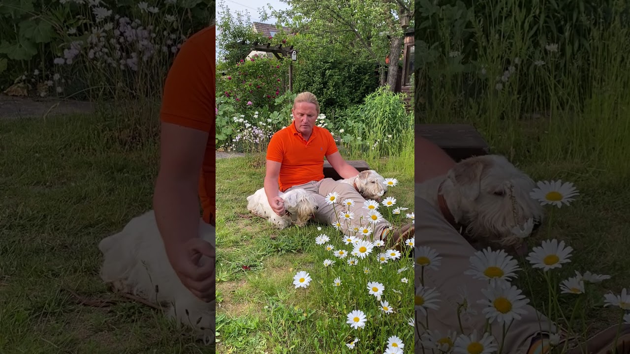 Der Sealyham Terrier - das Terrier.de - Rasseprofil