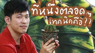 ยิมโนด่าง วิธีเลี้ยงของแชมป์การประกวดแคคตัส **ไม้สวยมากๆๆๆ | Cactus Journey EP.61