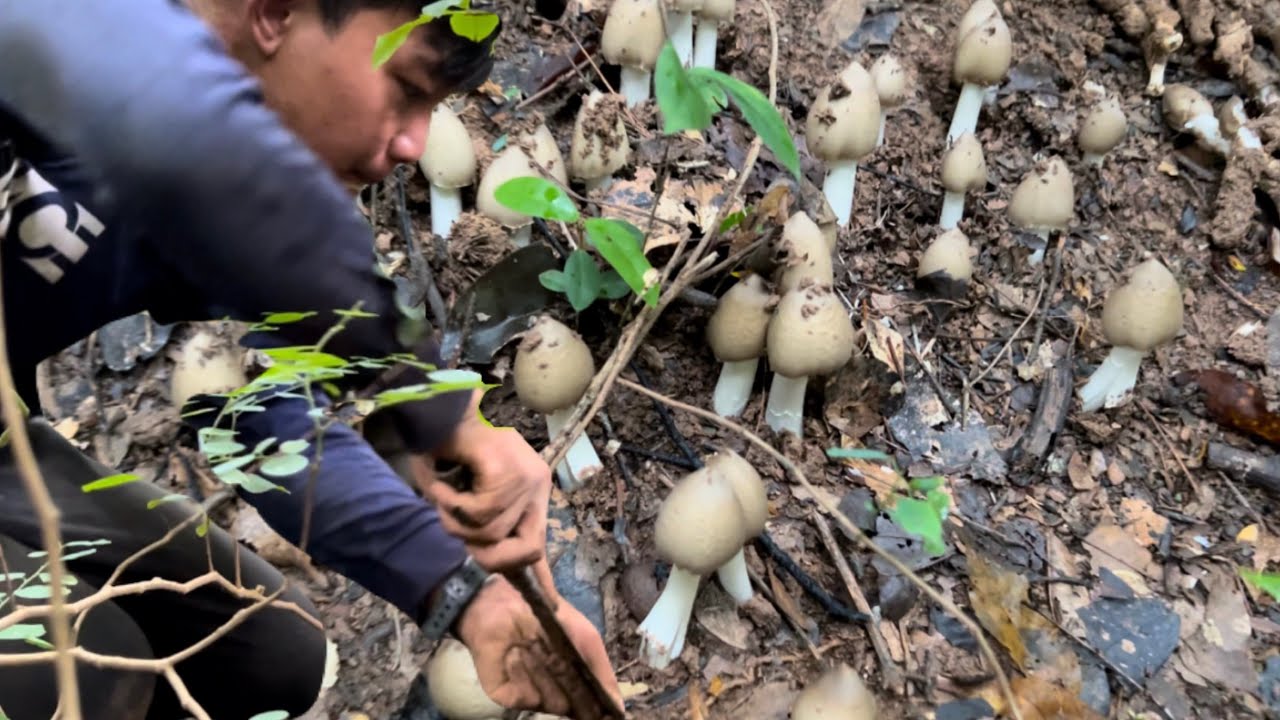 หาเห็ดโคน กับเพื่อนรอบใหม่หารายได้เสริมหาทั้งวันทั้งคืน! ได้เยอะมาก🍄‍🟫