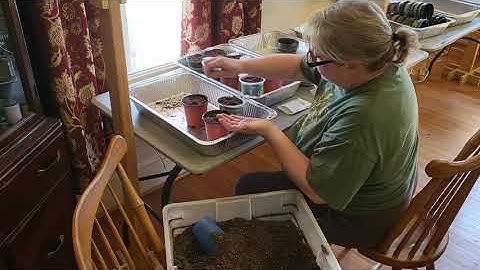 Seed Starting Part 1: the Setup