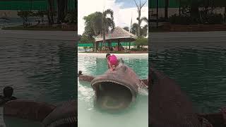 Oh No What Happened Pia?