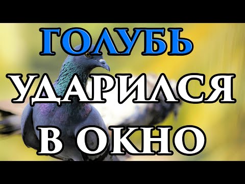 Если голубь ударился