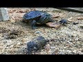 ratas crean madriguera para comerse los huevos de tortugas