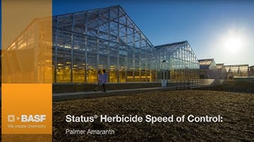 Status Herbicide Palmer Amaranth Control Timelapse Trial