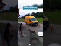 Delivery guy: rings doorbell. My dog:‘This is war'#dog #dogs #dogs #funny #funnydog #pets #doglife