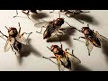 How To Kill Fruit Flies In A Red Wiggler Worm Farm