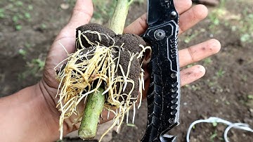 You Can Use This Tree as a Natural Rooting Hormones to Rooting Your Cuttings Tree